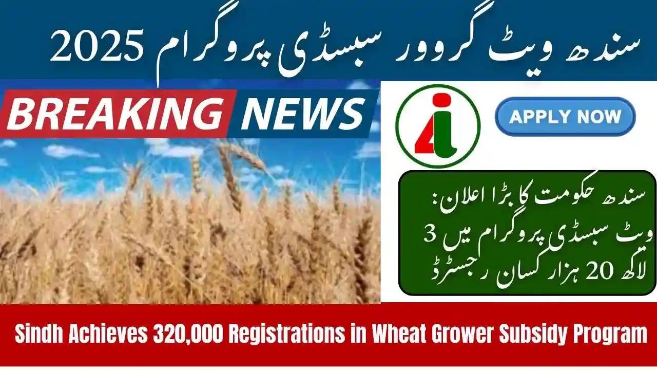 Sindh Achieves 320000 Registrations in Wheat Grower Subsidy Program